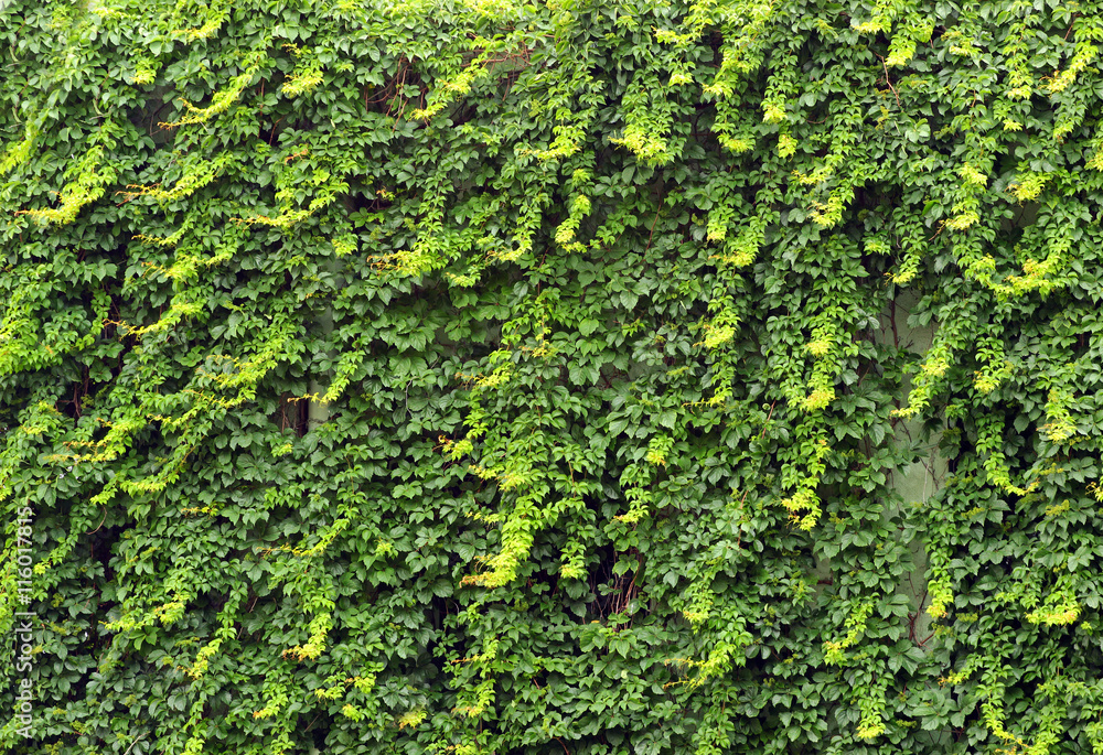 Green ivy cloaked wall