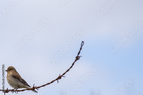 Common Linnet (Carduelis cannabina)