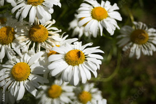 Daisies