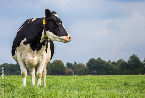 Papier peint Dutch black and white cow in a grass meadow