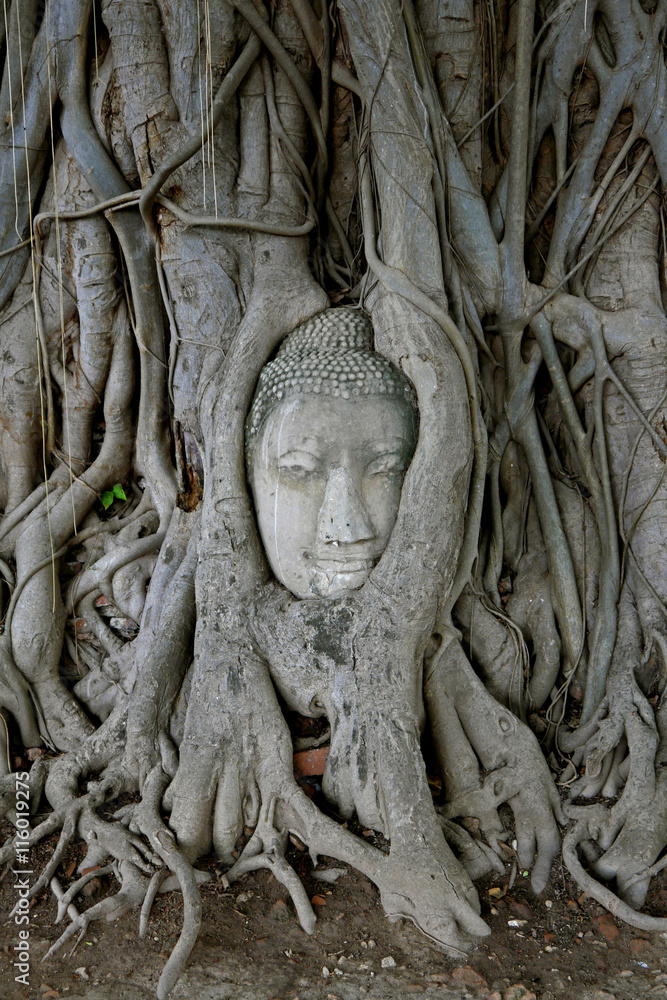 Buddha Head in Tree Roots, Wat Mahathat, Ayuttaya. THAILAND.