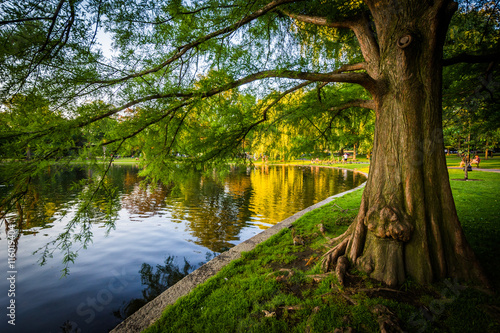 Fototapeta Naklejka Na Ścianę i Meble -  Tree along the lake at the Boston Public Garden, in Boston, Mass