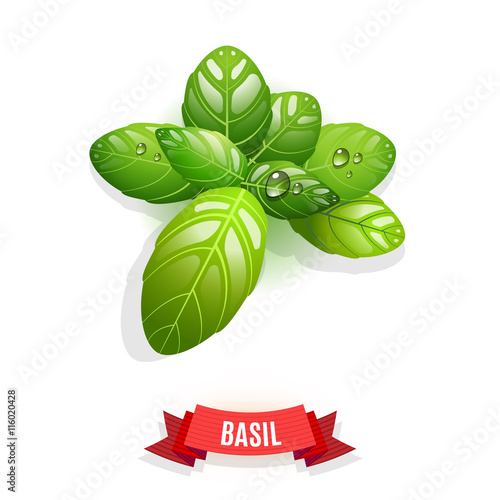 Leaves of Genovese basil, Thai basil, lemon basil or holy basil. Isolated on white background. Herb with water drops.
