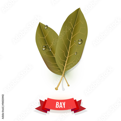 Leaves of California bay, Indian bay, Indonesian bay or Mexican bay. Isolated on white background. Herb with drops.