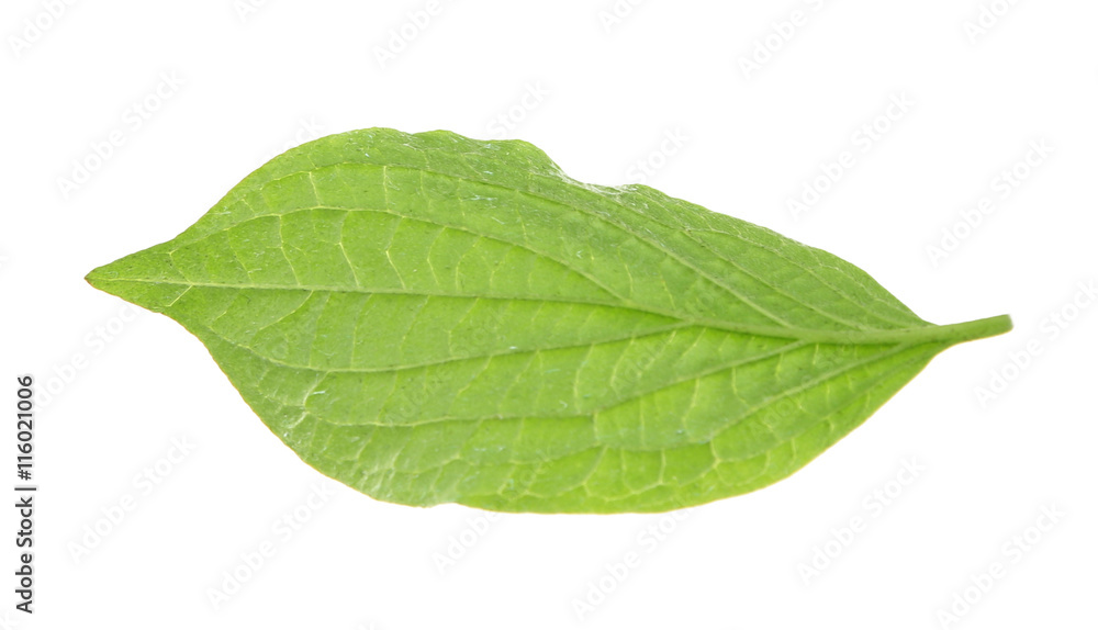 Green leaf, isolated on white Green leaf, isolated on white