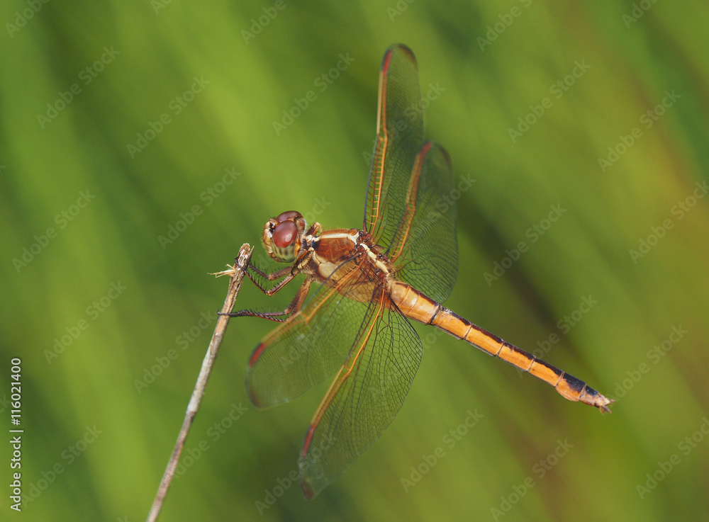 Golden Winged Skimmer Dragonfly Golden Winged Skimmer Dragonfly