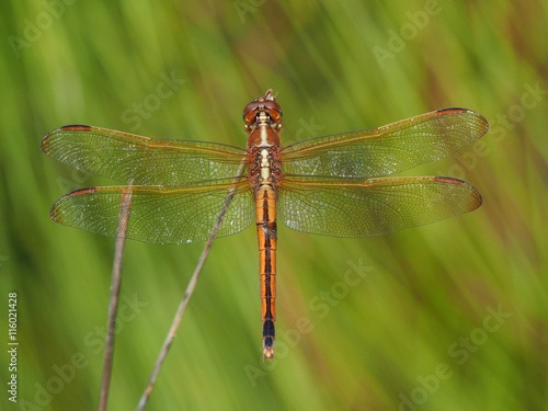 Golden Winged Skimmer Dragonfly