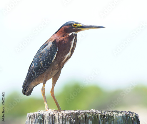 Green Heron Perched on a Dock