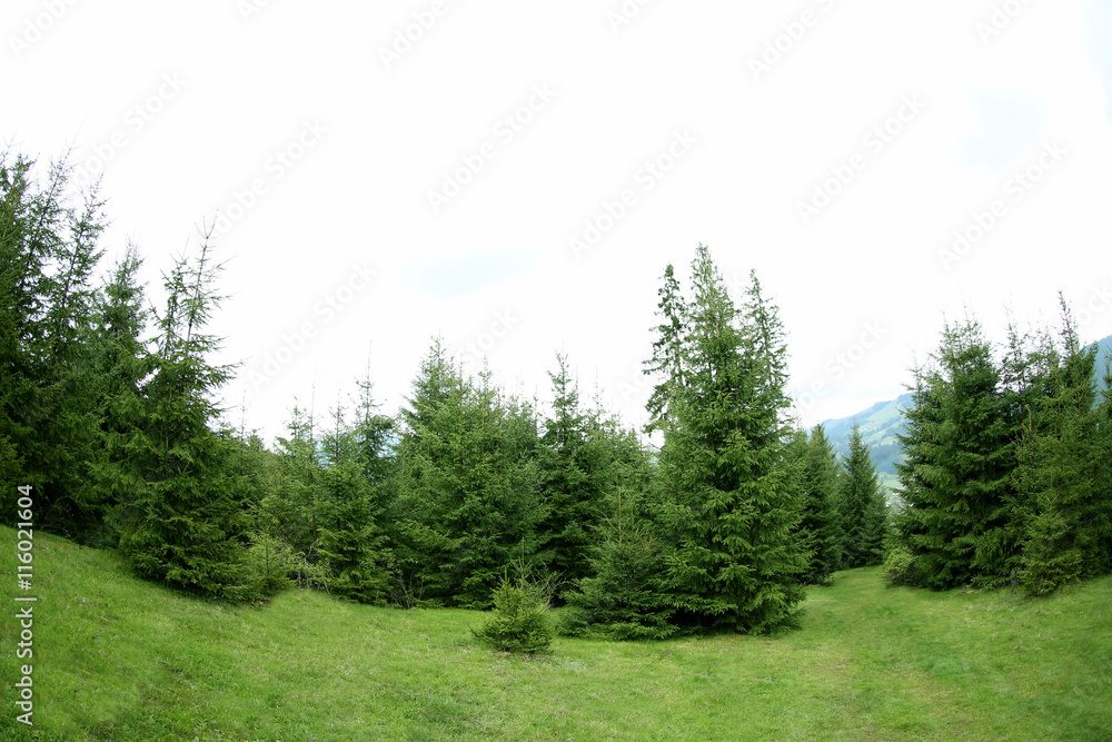 Fototapeta premium Forest green hills in mountains