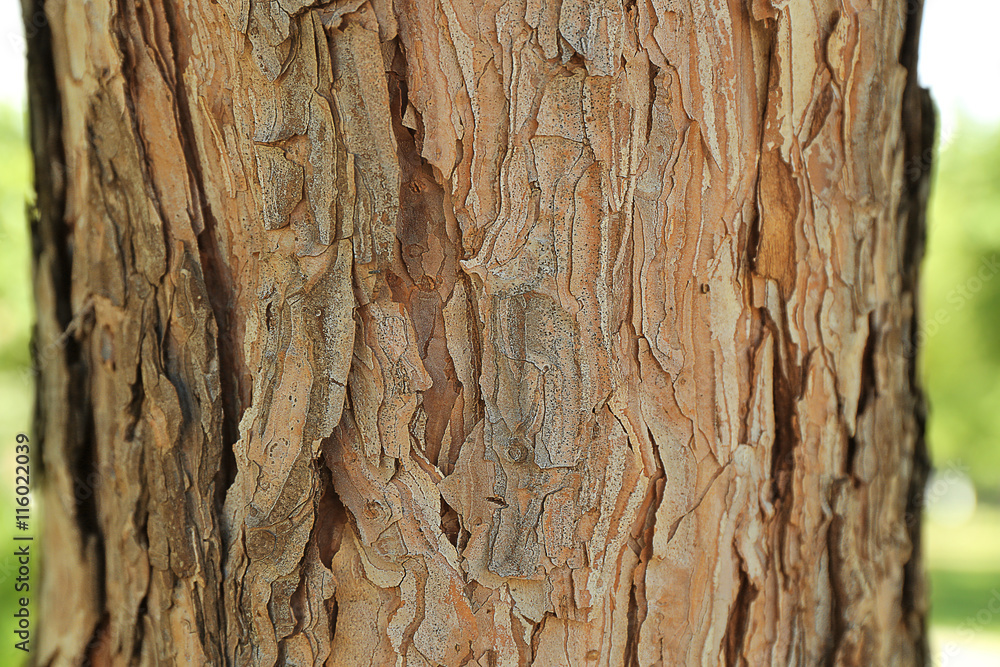 Bark tree background Bark tree background