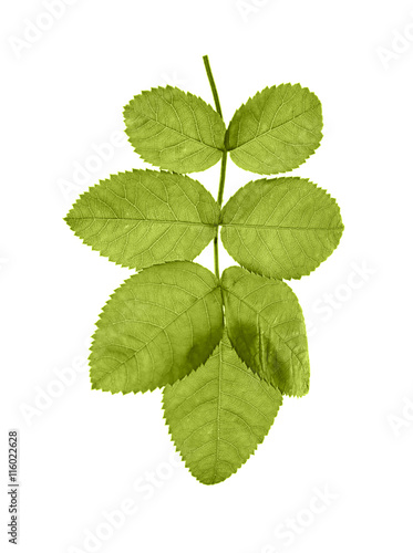 Green rose leaf isolated on white