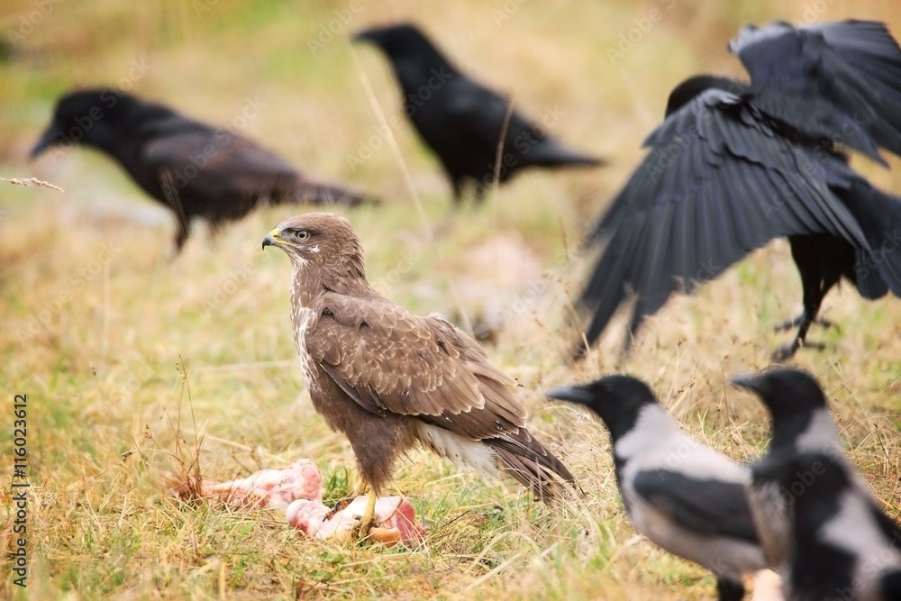 Fototapeta premium common buzzard sitting in grass