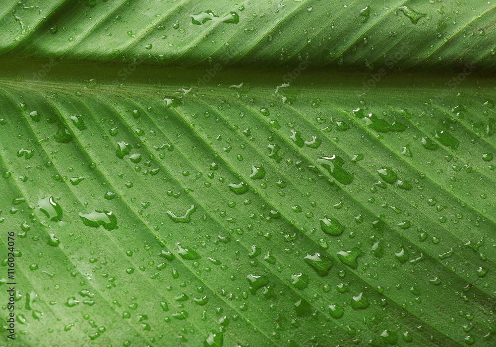 Green leaf with water drops, macro view Green leaf with water drops, macro view