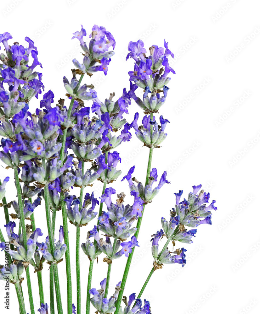 Fototapeta premium Beautiful lavender on white background