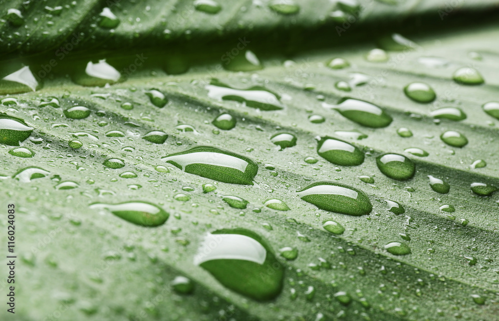Green leaf with water drops, macro view