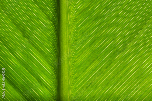 Green leaf  macro view