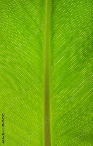 Green leaf, macro view