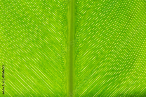 Green leaf, macro view