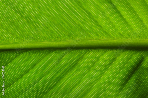 Green leaf, macro view
