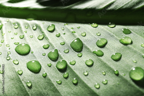 Green leaf with water drops, macro view