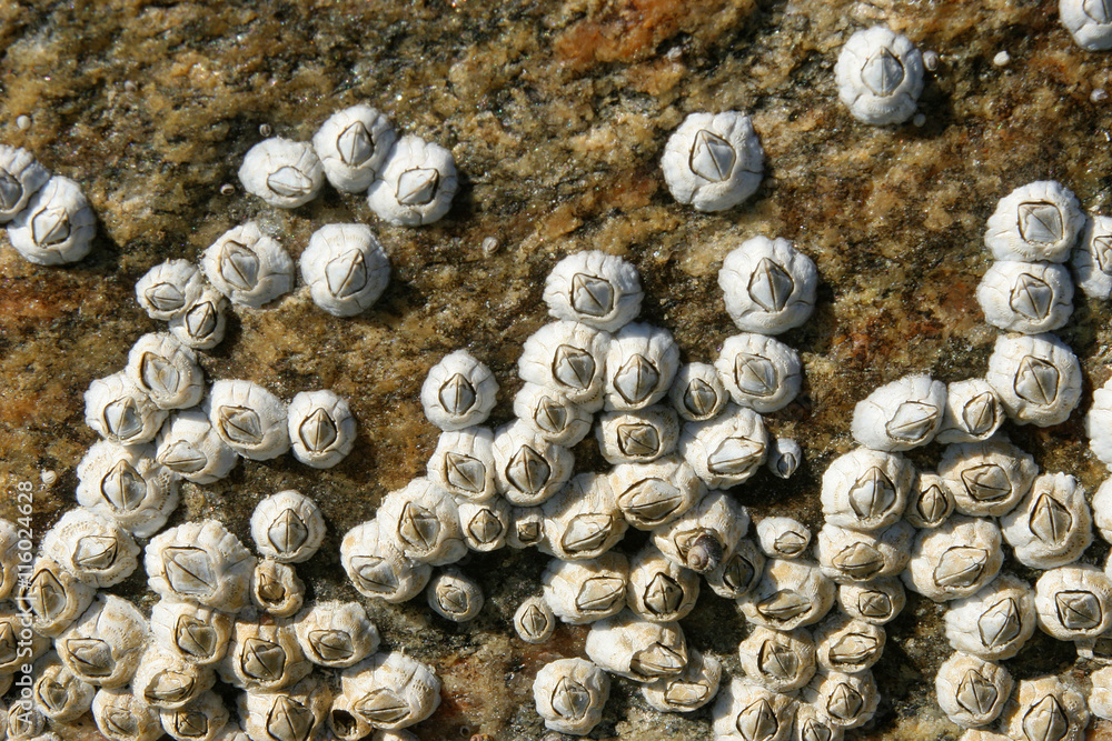 Balanidae