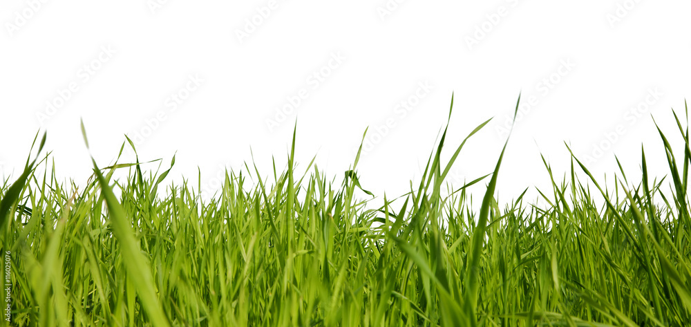 Fototapeta premium Green grass