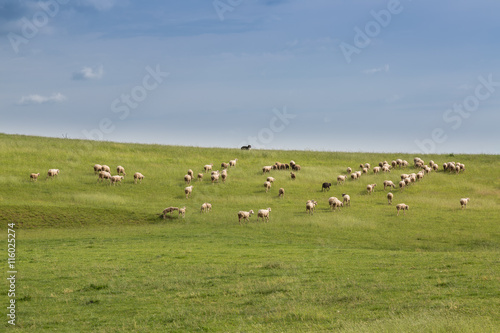 Sheep in a meadow © KajzrPhotography.com