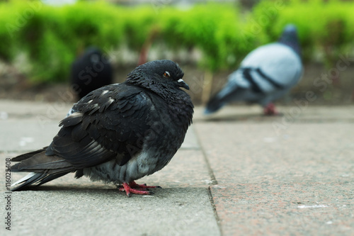 pigeons walk, summer time