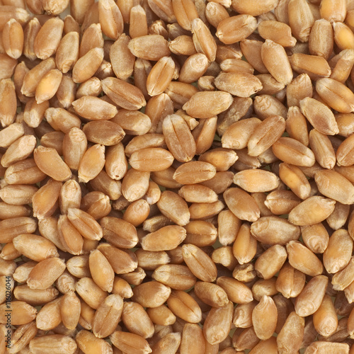 Wheat texture