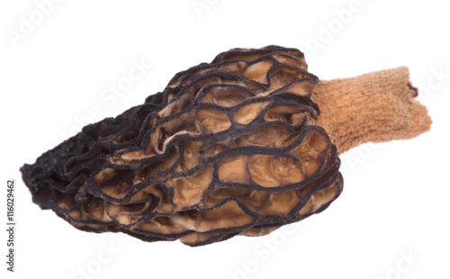 Mushroom morel