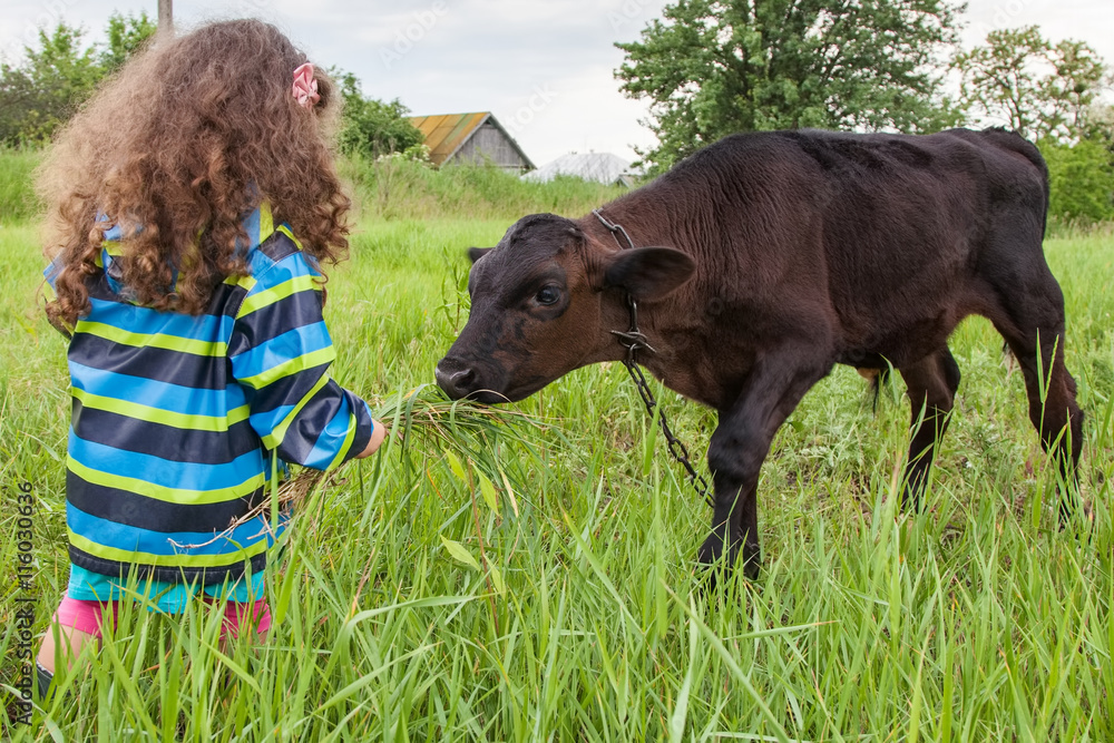Girl feeds the calf grass