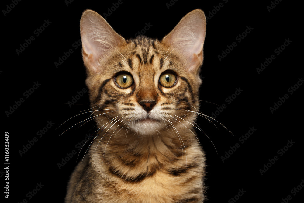 Closeup Portrait of Bengal female Kitty, Curious Looks in Camera Isolated on Black Background, Front view