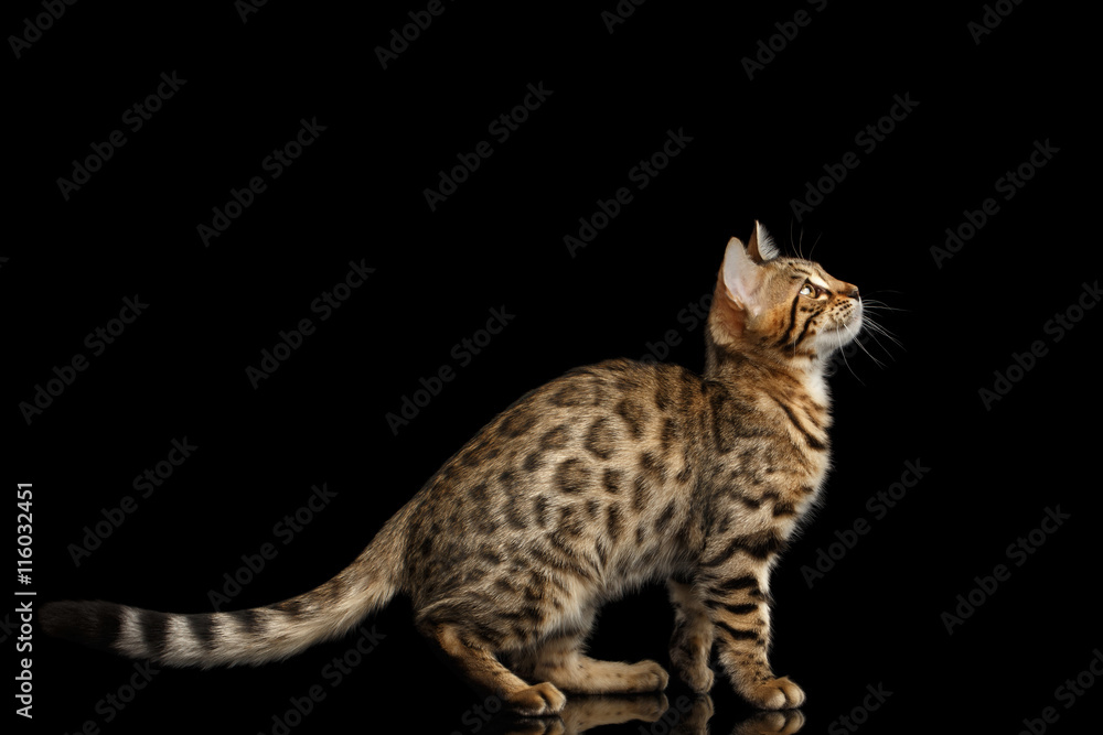 Playful Bengal Kitty Funny Sitting and Curious Looking up Isolated Black Background, Beautiful Spots on gold, Side view Playful Bengal Kitty Funny Sitting and Curious Looking up Isolated Black Background, Beautiful Spots on gold, Side view