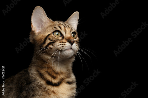 Closeup Portrait of Bengal female Kitty, Curious Looks up Isolated on Black Background, Side view