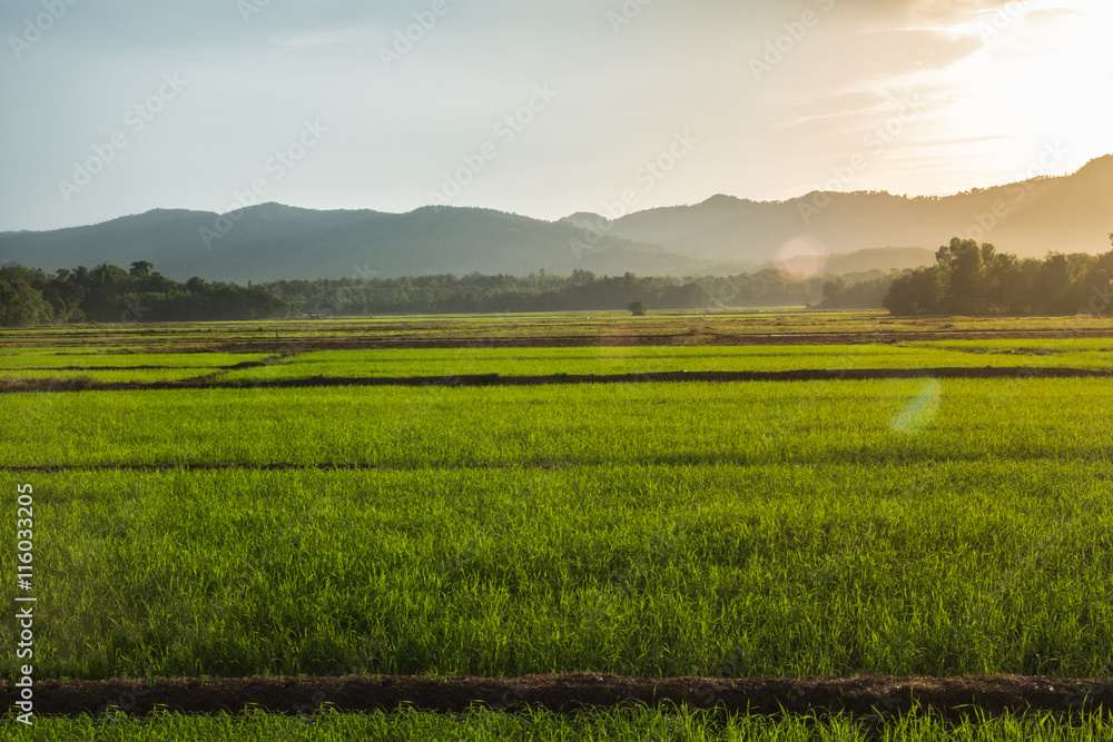 Fototapeta premium Rice fields cloudy sky and ray