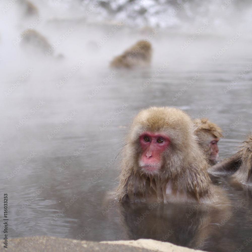 Fototapeta premium 地獄谷野猿公苑の猿