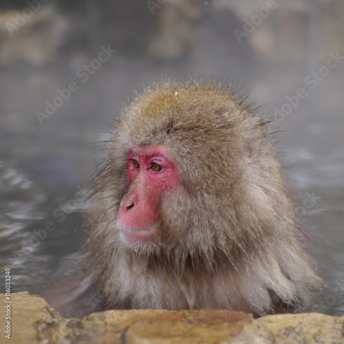 地獄谷野猿公苑の猿 © yosuyosun