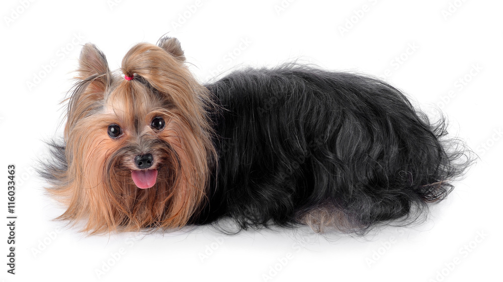 Dog yorkshire terrier isolated on white Dog yorkshire terrier isolated on white