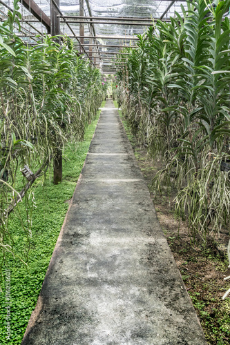 Concrete Pathway in orchid farm