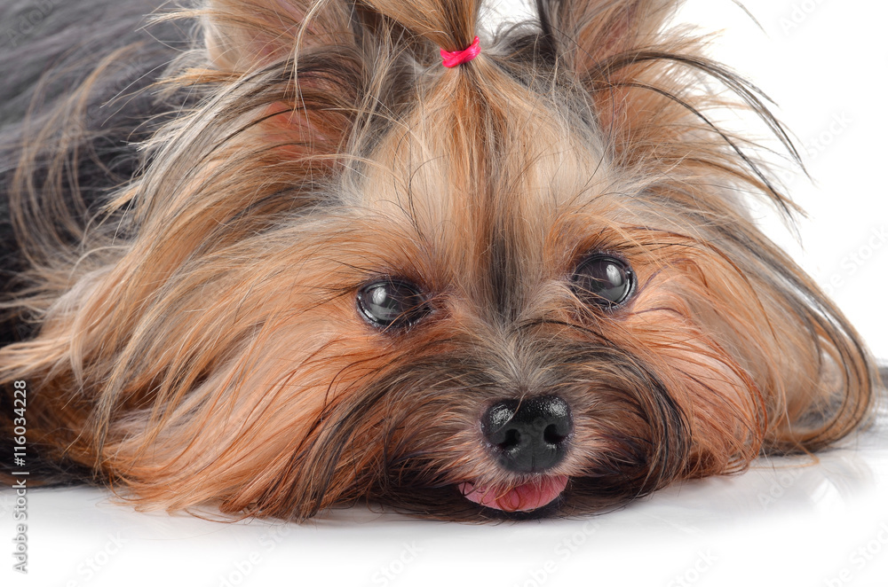 Dog yorkshire terrier isolated on white Dog yorkshire terrier isolated on white