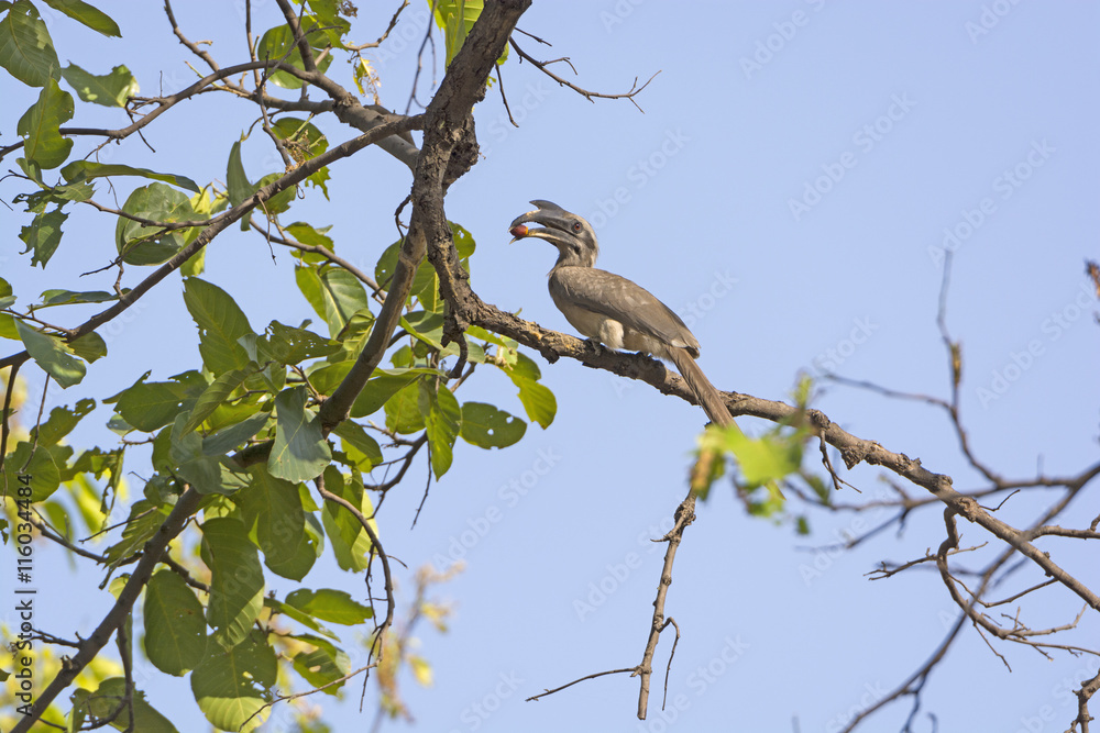 Indian Grey Hornbill Eating in a Tree