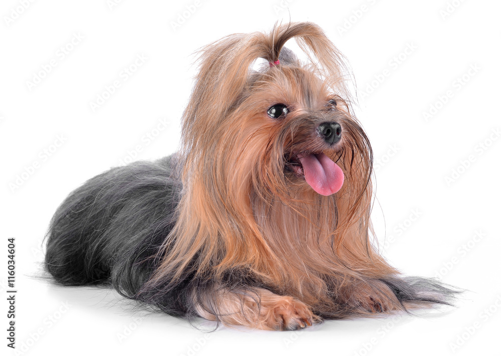 Dog yorkshire terrier isolated on white Dog yorkshire terrier isolated on white