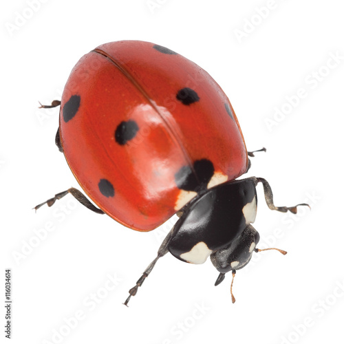 Ladybird isolated on a white background © pzAxe