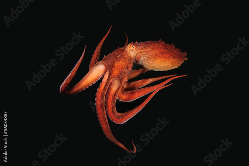 Photography Flight of Giant octopus in the deep.