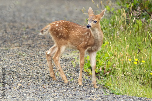 Small doe by the grass.