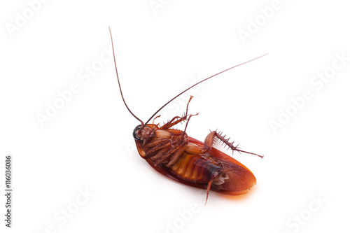 Dead cockroaches on white background © japhoto
