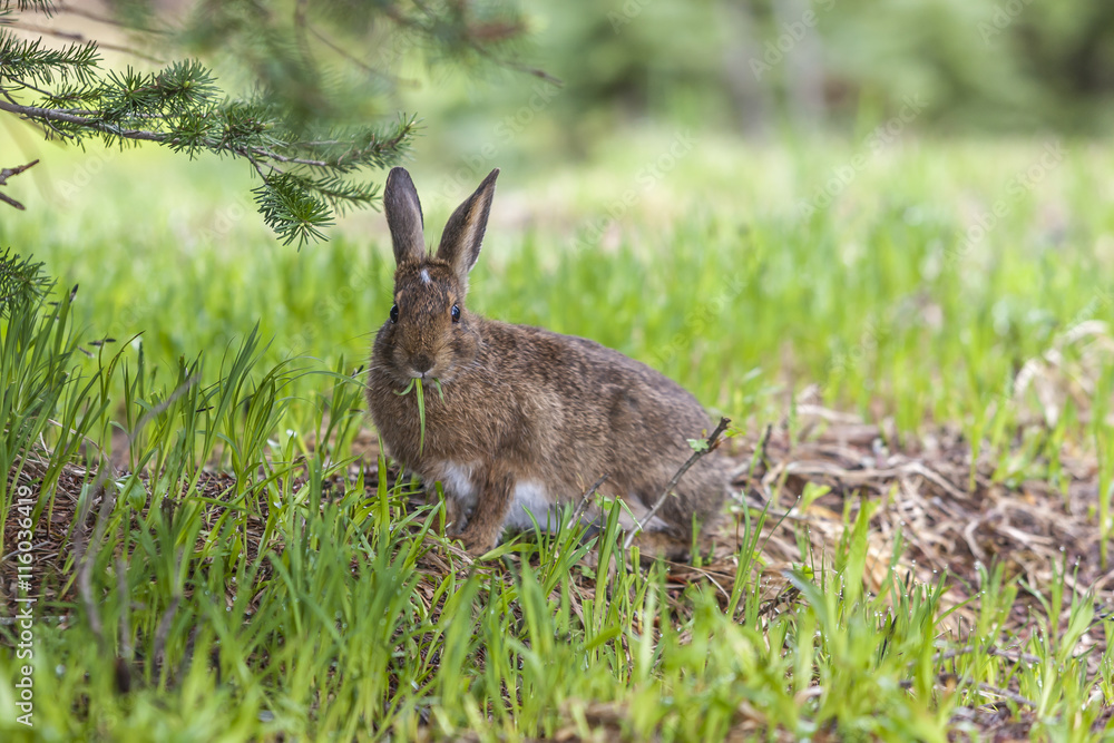 Fototapeta premium Snowshoe hare eats grass.