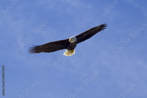 Eagle soaring in sky searching for food.