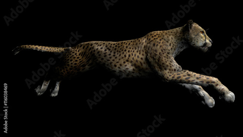 The image of a gepard