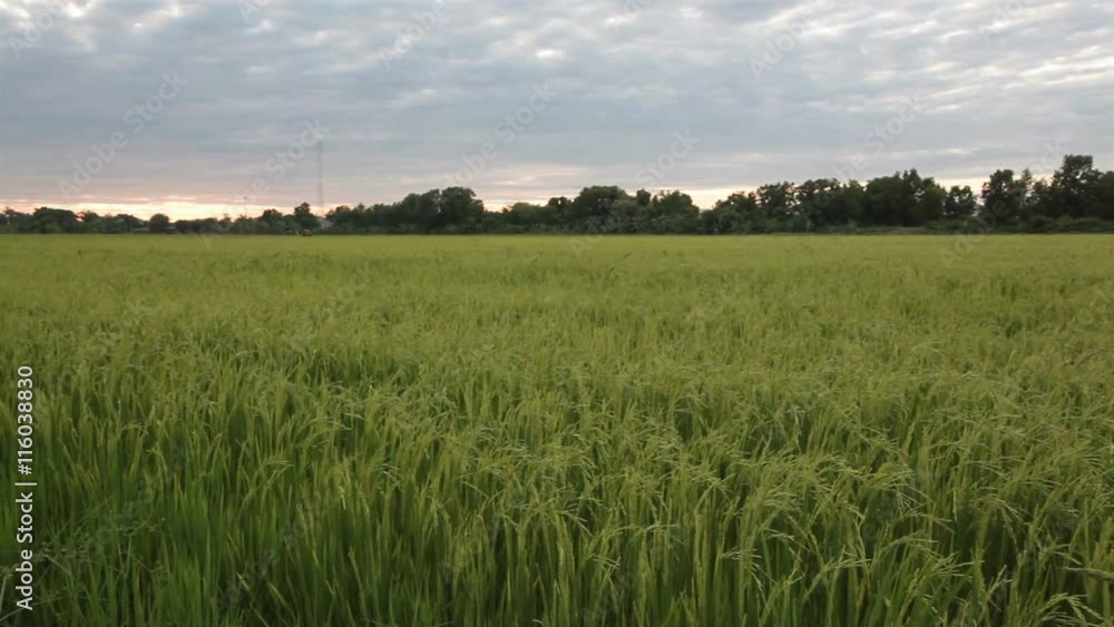 green rice field and windy flow in HD, panning tracking left, take shot at evening in twilight time green rice field and windy flow in HD, panning tracking left, take shot at evening in twilight time